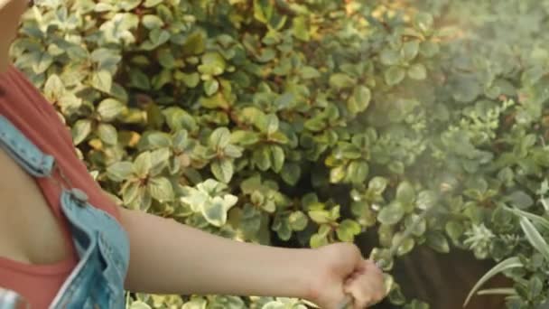 阳光明媚的日子里 年轻的女园艺师在喷洒绿灌木叶时 用水枪喷涂斜纹棉布工作服 — 图库视频影像