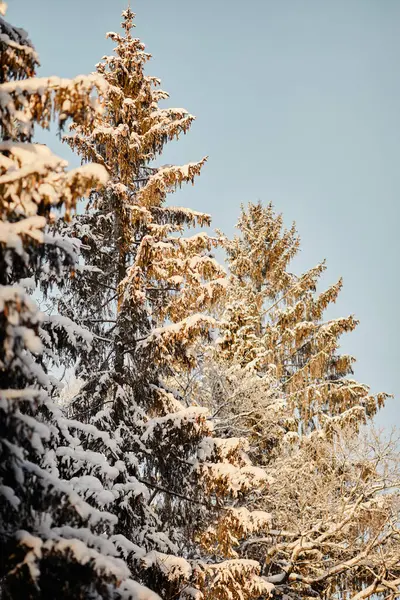 Güneş Işığı Kış Ormanıyla Kaplı Uzun Çam Ağaçlarının Dikey Görüntüsü — Stok fotoğraf