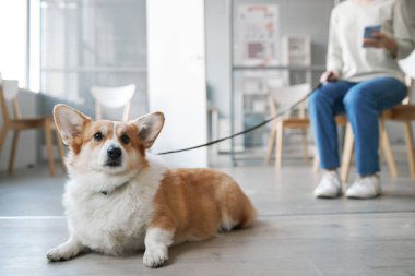Şirin Welsh pembroke corgi sosisi, veteriner kliniklerinde yerde sahibine karşı otururken ileriye bakıyor.