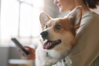 Klinikte veteriner beklerken akıllı telefon kullanan genç bir bayanın ellerinde tatlı, tüylü, pembroke corgi sosisi.