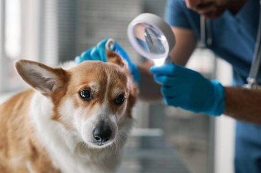 Hasta bir hayvanın üzerine eğilirken büyüteç kullanan genç bir erkek veteriner tarafından yapılan safkan Welsh Pembroke Corgi köpeğinin kulak kontrolü.