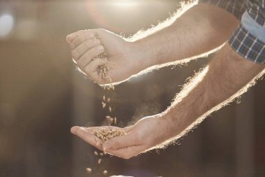 Erkek ellerinin altın güneş ışığı altında buğday mahsulü dökerken yan görüntüsü, bira konsepti