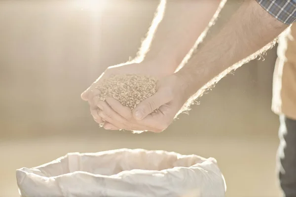 Detailní Záběr Mužských Rukou Nalévajících Pšeničné Plodiny Pytle Mlhavém Slunečním — Stock fotografie