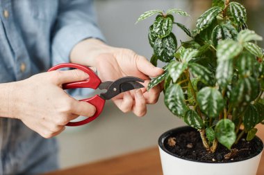 Kapalı alanda saksı bitkileriyle ilgilenen ve el budama makinesi tutan bir kadın.