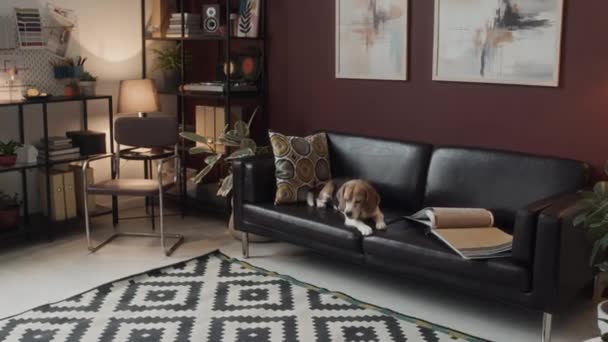 People Shot Lovely Beagle Dog Sitting Black Leather Couch Creative — Stock Video