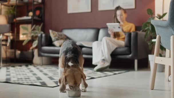 Επιλεκτική Εστίαση Της Υπέροχο Σκυλί Beagle Τρώει Από Μεταλλικό Μπολ — Αρχείο Βίντεο
