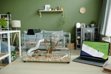 Laptop with graphic data on screen and glass terrarium with white rat snake creeping over small tree-like plant growing in sawdust clipart