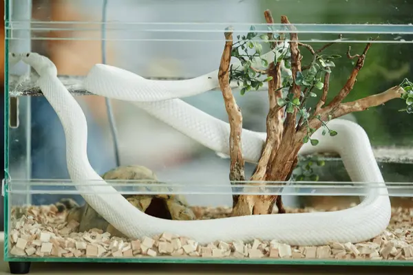 Long White Rat Snake Enlacing Tree Plant While Hanging Bar — Stock Photo, Image