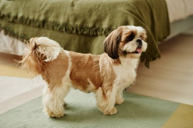 Şirin Shih Tzu köpeğinin tam boy portresi.