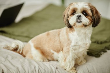 Şirin Shih Tzu köpeğinin tam boy portresi. Yatakta oturmuş, rahat ev ortamında kameraya bakıyor, boşluğu kopyalıyor.