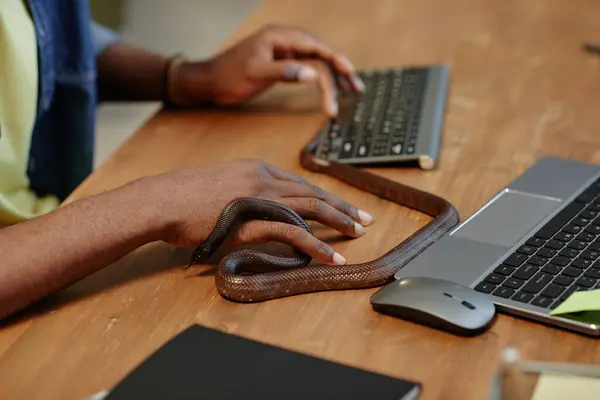 Focus on copper rat snake creeping between fingers of young African American businessman sitting on desk and typing on keyboard