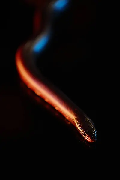 Part Copper Rat Snake Which Dangerous Predator Creeping Forwards Darkness — Stock Photo, Image