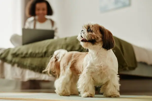 Retrato Comprimento Total Cão Bonito Shih Tzu Interior Acolhedor Casa — Fotografia de Stock