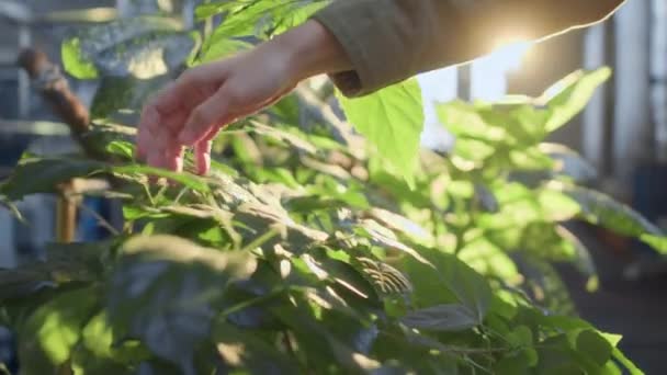 Gekropte Shot Van Onherkenbare Vrouwelijke Hand Aanraken Groene Plant Bladeren — Stockvideo