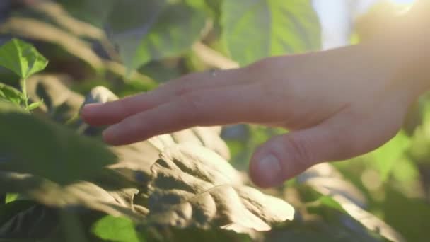 Detailní Záběr Nerozeznatelné Něžné Ženské Ruky Dotýkající Čerstvě Zelených Listů — Stock video