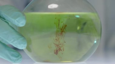 Makro yakın plan, kalın kırmızı sıvı cam şişeye dökülüyor. Eldivenli yeşil sıvı, tanınmayan bir bilim adamının ellerinde.