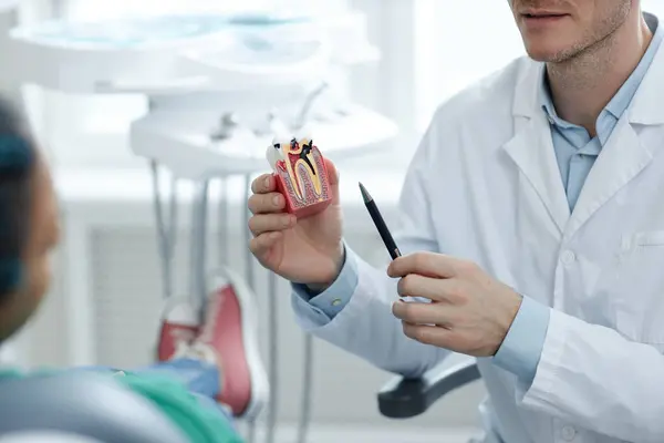 Closeup Male Dentist Holding Tooth Model While Consulting Patient Dental — Stock Photo, Image