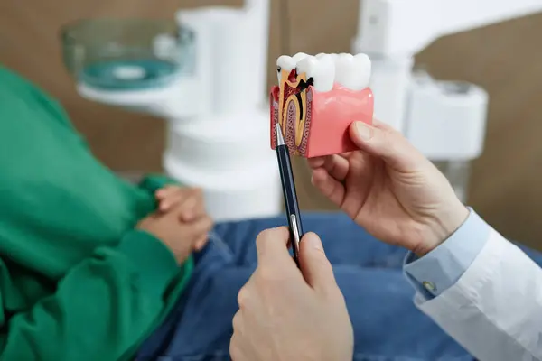 Diş Kliniğindeki Diş Modelini Gösteren Tanımlanamayan Diş Hekimine Yakın Çekim — Stok fotoğraf