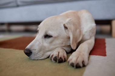 Uykulu beyaz köpek yavrusunun portresi. Evdeki halının üzerine uzanmış. Pençeli şirin bir poz.