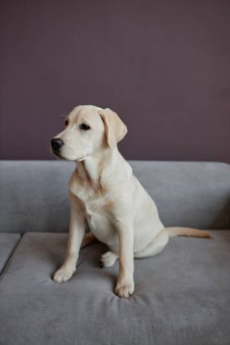 Beyaz labrador köpek yavrusunun tam boy portresi. Kapalı bir koltukta, mor duvara yaslanmış. Uzayı kopyala.
