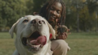 Genç yetişkin siyahi bir kadının yaz parkında yeşil çimlerde okşadığı beyaz Labrador Retriever 'ın yakın çekimi.