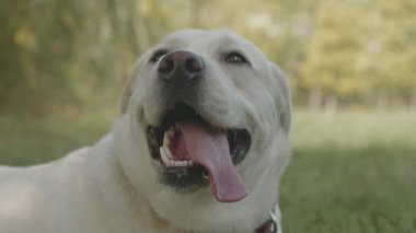 Şehir parkında güneş ışığı altında yeşil çimlerde uzanan sevimli beyaz labrador Retriever 'ın yavaş yavaş yakın plan portresi.