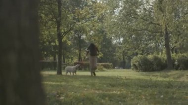 Gündüz vakti güneşli şehir parkında yeşil çimlerde birlikte koşan kaygısız genç Afrikalı Amerikalı kadın ve beyaz labrador av köpeğiyle dolu.