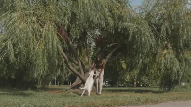 Amplio Plano Joven Mujer Negra Jugando Con Labrador Blanco Retriever — Vídeos de Stock
