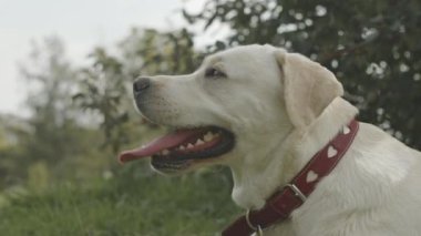 Güzel beyaz labrador Retriever 'ın yakın plan portresi. Parktaki yeşil çimlerin üzerinde duran kalp tasması var.