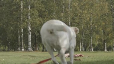 Beyaz labrador av köpeğinin yavaş yavaş parktaki yeşil çimlerin üzerinde oturan genç siyahi kadın sahibine koşması.