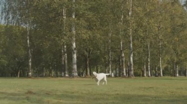 Tatlı beyaz labrador av köpeğinin ve güneşli bir günde parkta sopayla oynarken yeşil çimlerin üzerinde koşan genç siyahi kadının yavaş çekimleri.