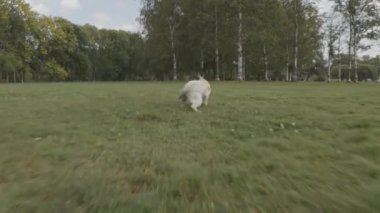 Yaz mevsiminde dışarıda oynarken yeşil çimlerde topa koşan sevimli beyaz labrador av köpeği.
