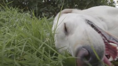 Dışarıda oynadıktan sonra yeşil çimlerin üzerinde yatan yorgun beyaz labrador av köpeğinin yakın çekimi.