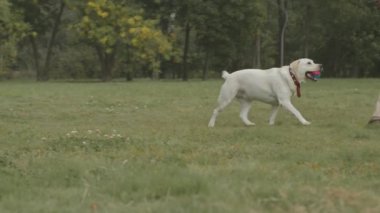Tatlı köpek ve sahibinin yavaşlığı yaz zamanı parkta yeşil çimlerde top oynuyorlar.