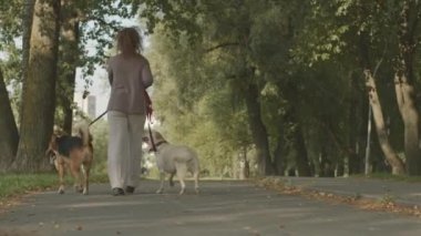 Arkaya bakan iki köpeği olan genç bir kadın güneş ışığında yeşil ağaçlarla parkta yürüyor.