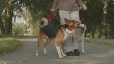 Yaz parkında yolda yürüyen iki köpeği olan tanınmayan bir kadının yavaş çekimleri.