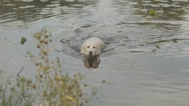 Gündüz vakti nehirde yüzdükten sonra suyu sallayan komik beyaz labrador Retriever.