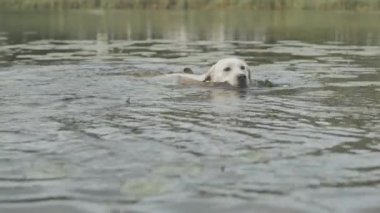 Gündüz vakti nehirde yüzen yakalı şirin beyaz labrador av köpeği.