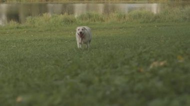 Yavaş yavaş genç beyaz labrador av köpekleri park alanındaki taze yeşil çimlerin üzerinde sahibine doğru koşuyor.