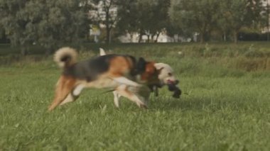 Parktaki yeşil çimlerde oyuncaklarla oynayan iki oyuncu köpek.