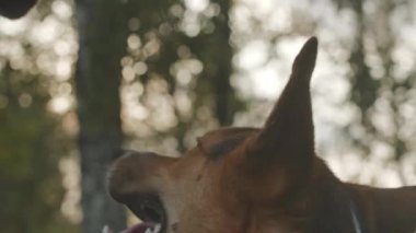Parkta yürürken sahibinden ikram alan sevimli melez köpeğin yavaş yavaş yakın çekimi.