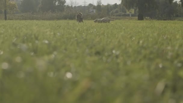 Plan Angle Bas Deux Chiens Joyeux Courant Sur Herbe Verte — Video