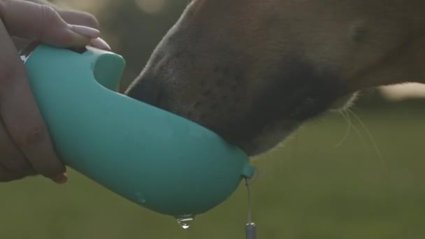Closeup Água Potável Cão Sedento Garrafa Mãos Proprietário Enquanto Passa — Vídeo de Stock