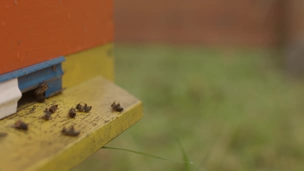 Mehrere Tote Bienen Vor Buntem Bienenstock Auf Imkerhof — Stockvideo