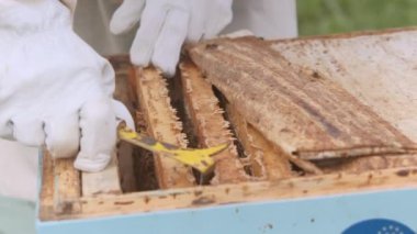 Arı kovanındaki ahşap çerçeveleri aletle ayıran tanınamaz hale gelmiş eldiven eldiveni.