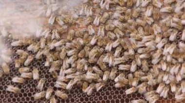 Arı kovanından çıkan dumanla sakinleştirilen bal arıları üzerinde çalışan bal arılarının en iyi görüntüsü.