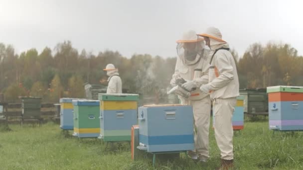 Медленно Команда Профессиональных Пчеловодов Защитной Одежде Работает Курильщиком Пчёл Успокоить — стоковое видео