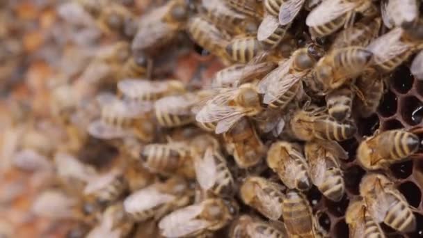 ハニカムの蜂蜜蜂蜜のクローズアップ アカリで蜂蜜蜂蜜 — ストック動画