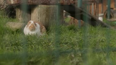 Yaban tavşanı yeşil çimlerin üzerinde çiftlik bahçesindeki tahta kütüğün yanında oturuyor