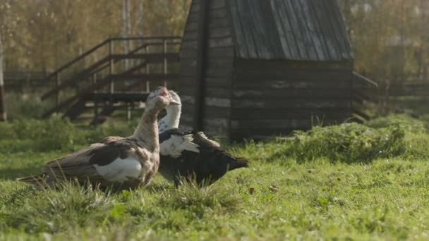 Zwei Einheimische Moskauer Enten Spazieren Draußen Auf Grünem Sonnenbeschienenen Gras — Stockvideo